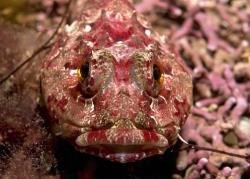 A bull rout fish
