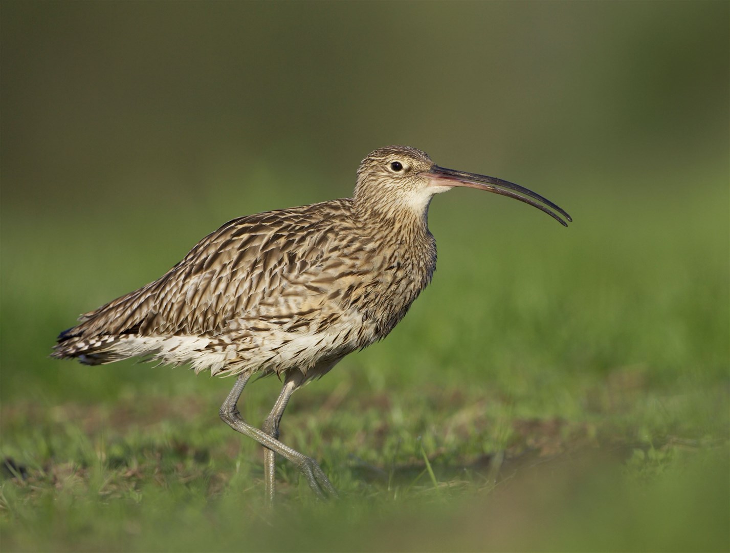 Curlew can easily be idenitifed by their distinctive beaks.