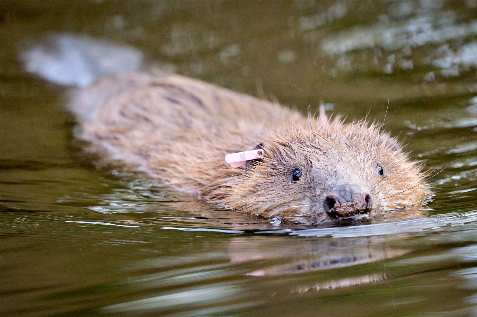 Projects include introducing beavers which can create habitat for other wildlife (Ben Birchall/PA)