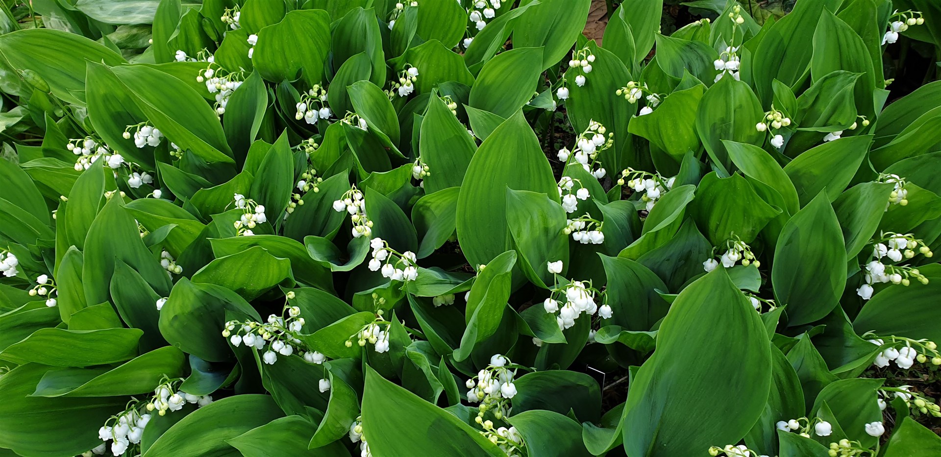 The lily of the valley, one of the Queen’s favourite flowers (Buckingham Palace/PA)