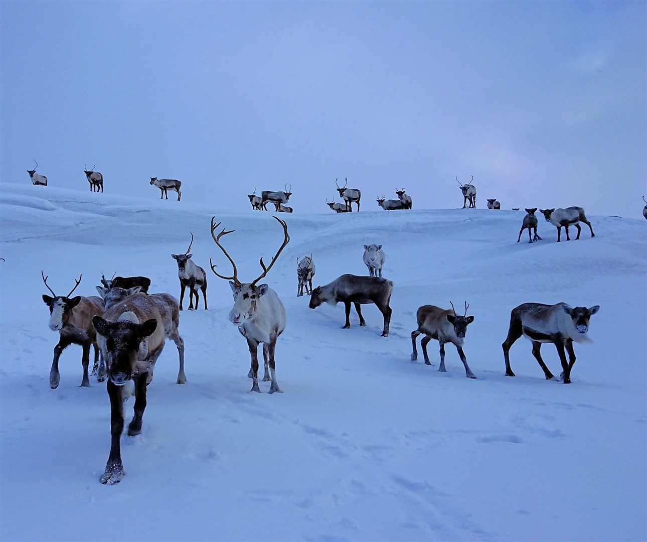 There will still be visits available to see the Cairngorm reindeer herd whilst the work at base camp is on-going.