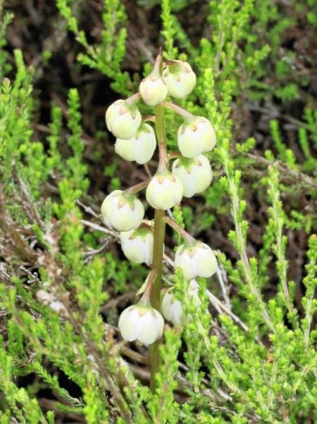 Precious wintergreen among the heather at Nethy (BSCG)