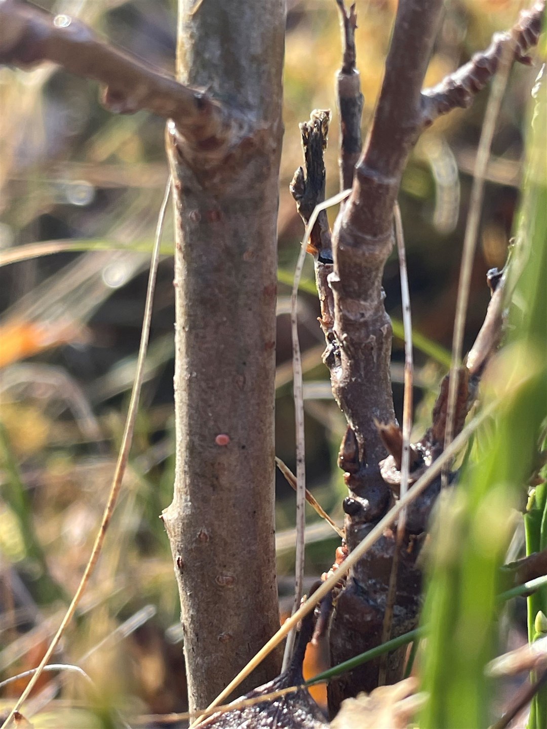 An egg can be seen on the main branch but there is no confirmation yet if this is a break-through success. Picture: RZSS.