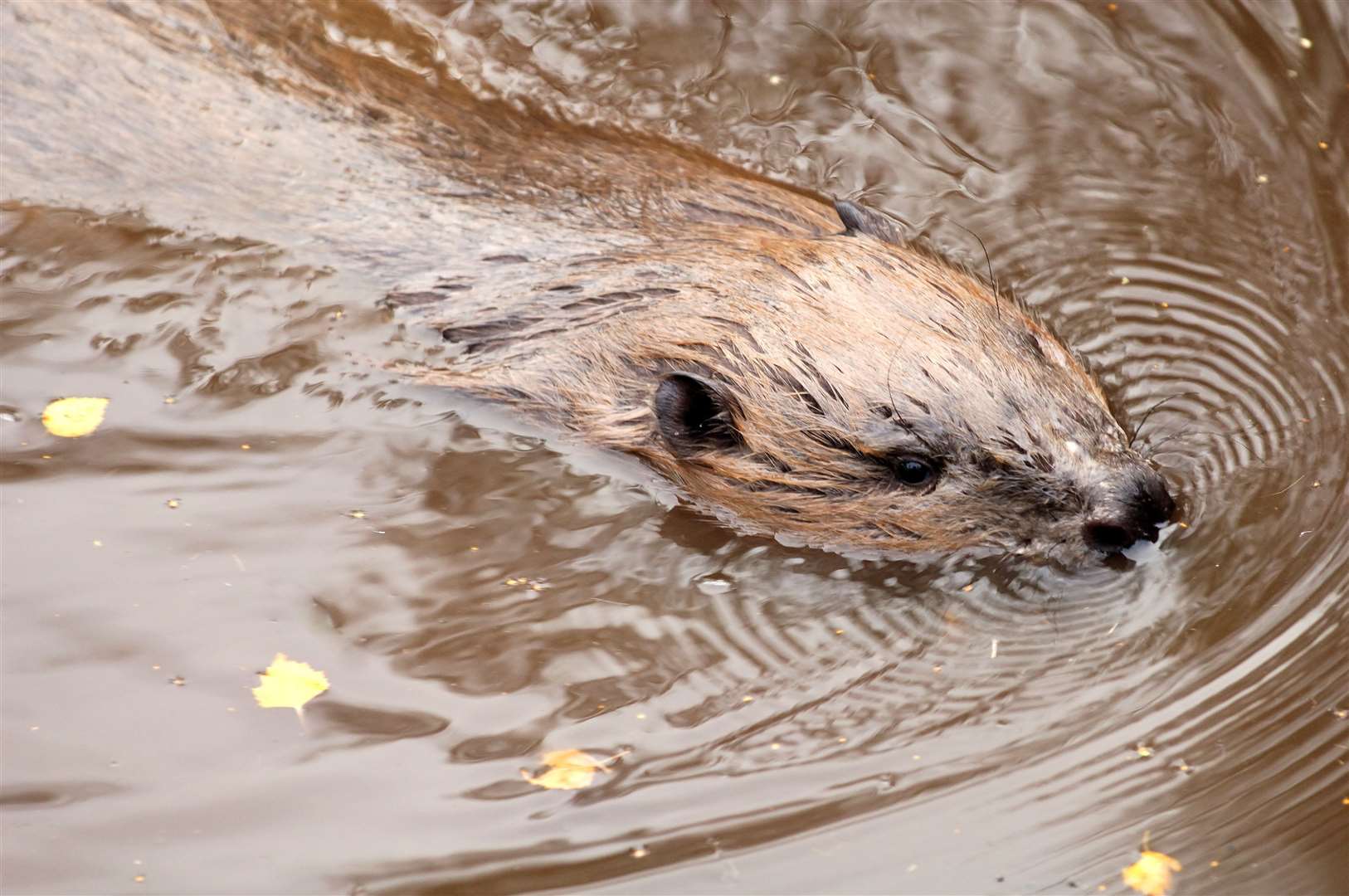 Beaver numbers across Scotland are rising significantly. ©Lorne Gill/NatureScot