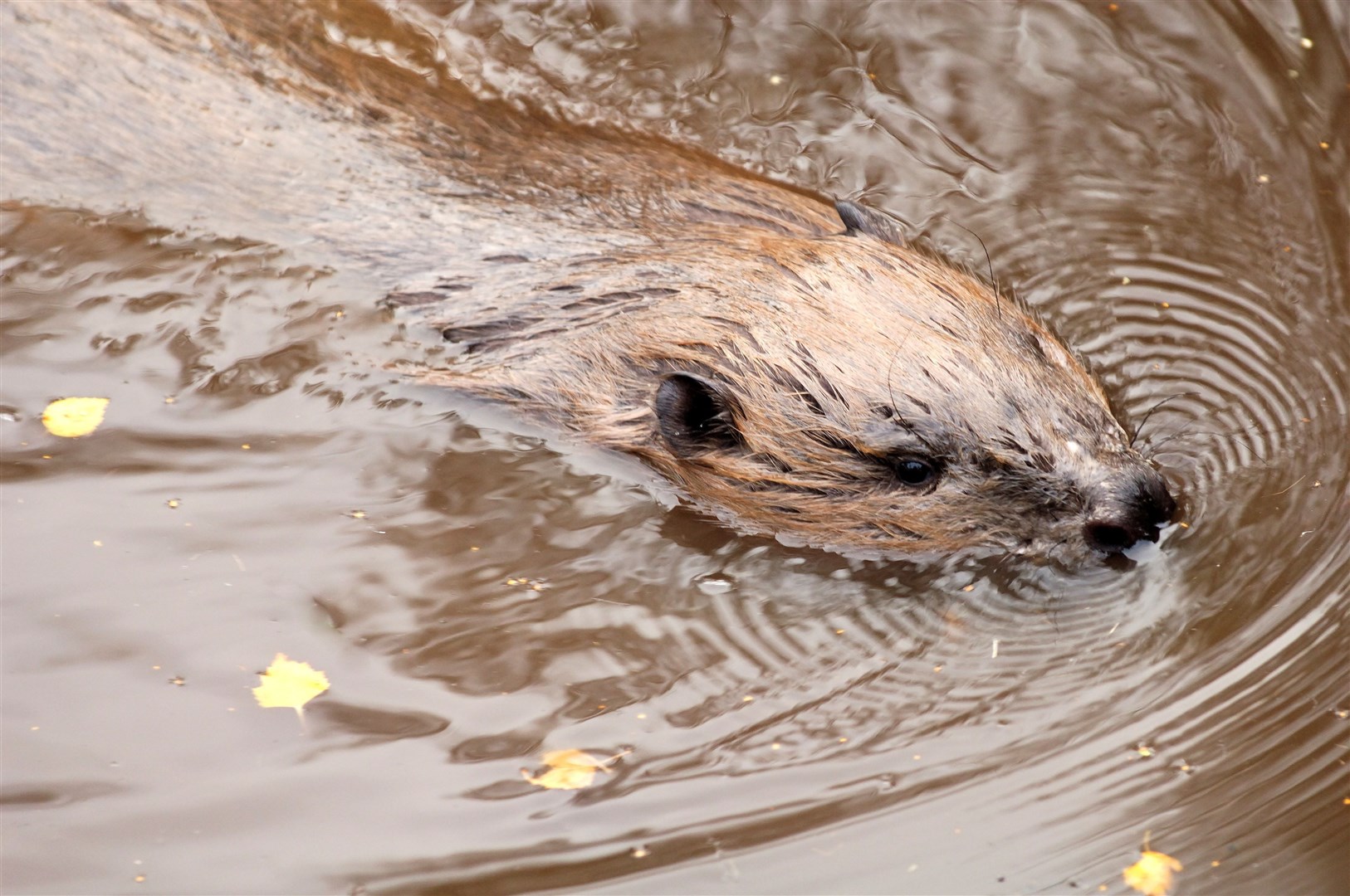 Beaver numbers across Scotland are rising significantly. ©Lorne Gill/NatureScot