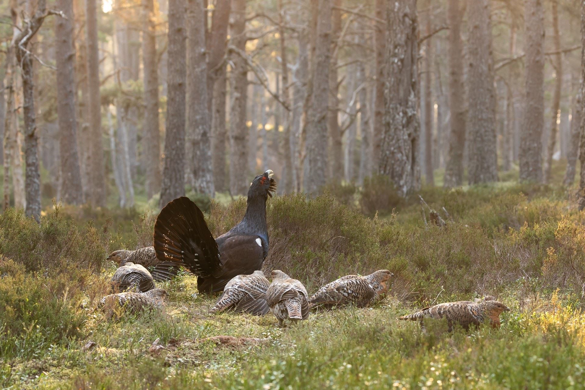 Capercaillie, Tetrao urogallus, male displaying surrounded by hens on lek at sunrise, April. Picture: Cairngorms Capercaille Project