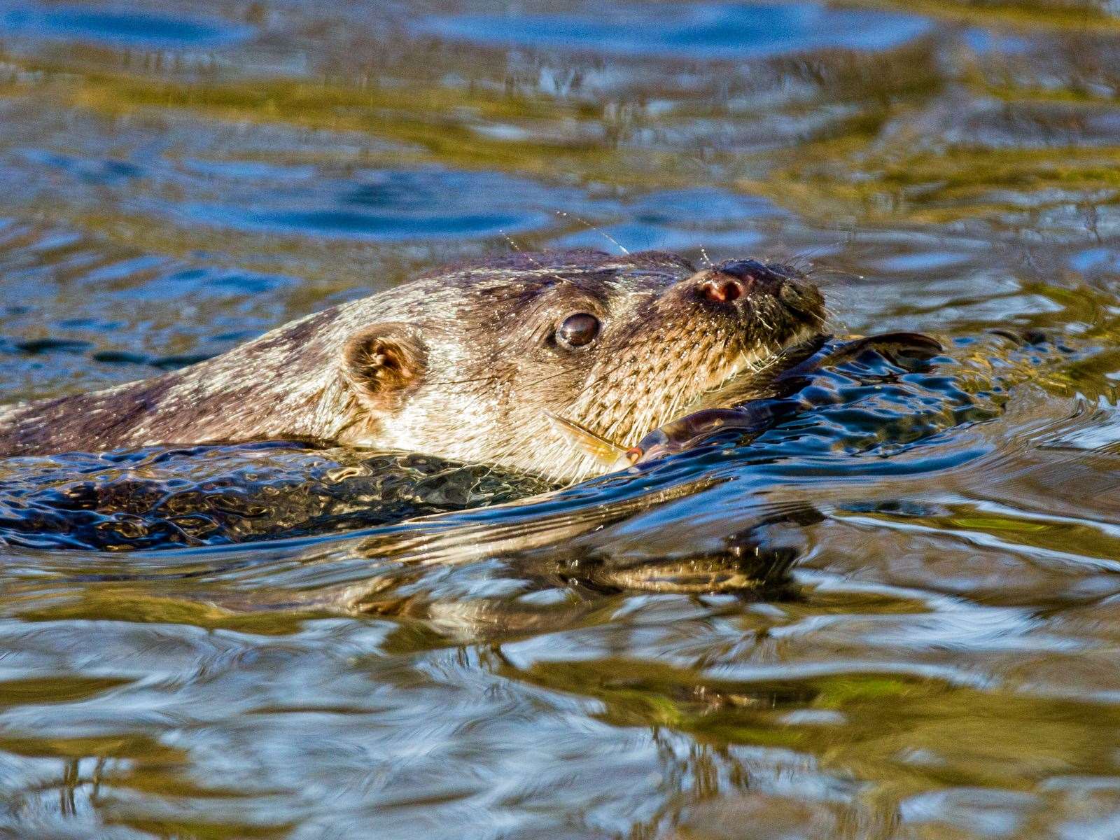 Otters are know to use the Milton Burn. Picture: Zoe Gray.