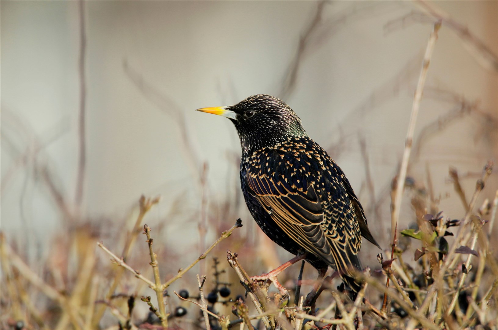 Starling Sturnus vulgaris, adult male in hedge of Wild privet Ligustrum vulgare. (RSPB)