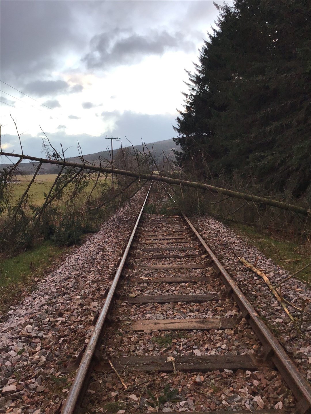A fallen tree on the far north line by Tain.