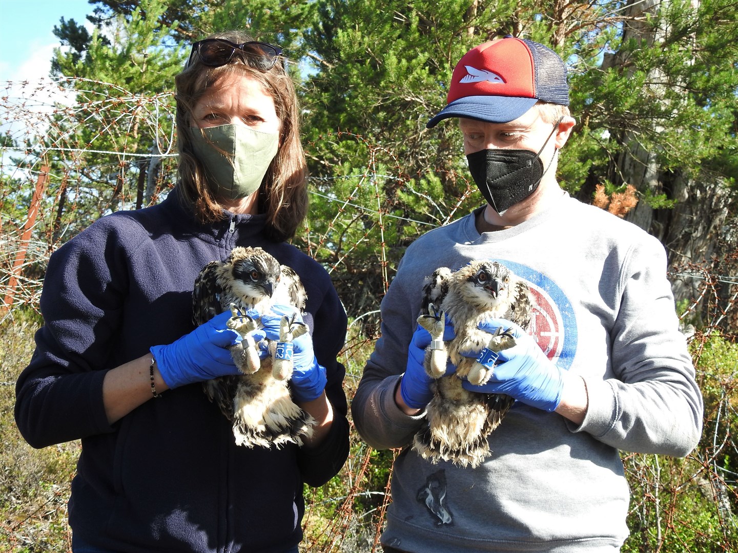 Jess Tomes of RSPB Scotland and Ian Perks with ringed osprey chicks. Picture: Alison Elder
