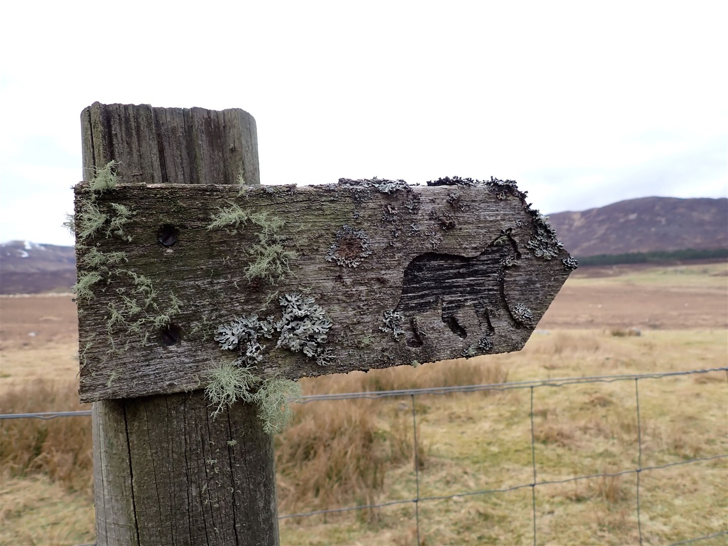 Original Wildcat Trail marker post – covered with lichen.