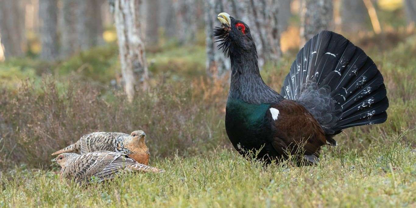 Gamekeepers Enlisted In 2 Million Cairngorms Project To Save The Capercaillie,2nd Year Anniversary Gift For Him