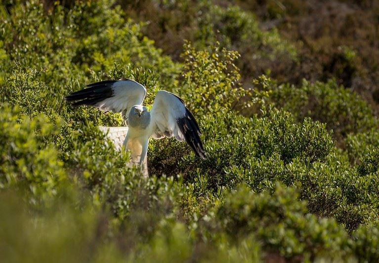 HEN HARRIER MALE (WildLand Ltd)