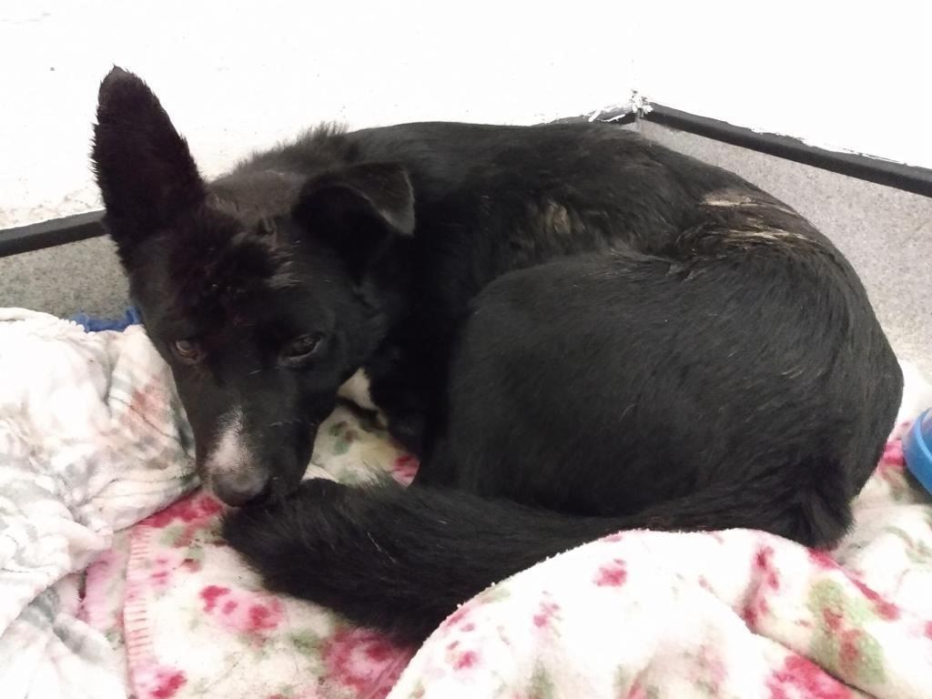 Frightened but since then Jake has gone to a loving home.