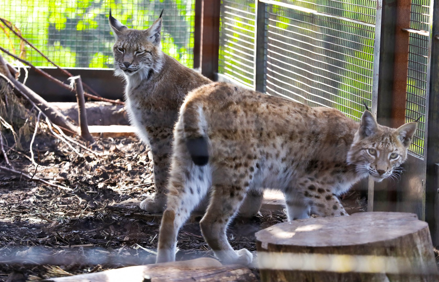 SETTLING IN: Two of the lynx who have found a new home, back in Kincraig. (RZSS)