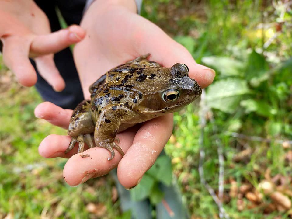 Frogs will soon start to emerge from their hibernation. Picture: HLH countryside rangers