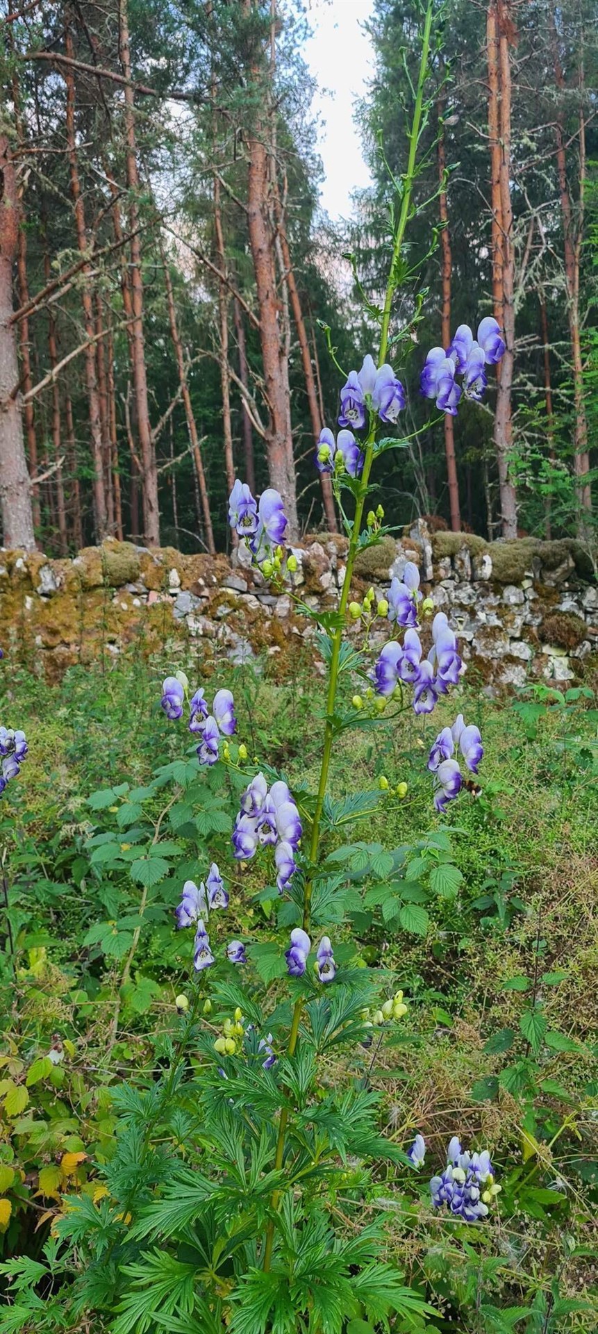Monkshood, or some refer to it as Wolfbane