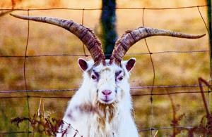 This billy goat has superb horns which are believed to originate with the Spanish ibex.