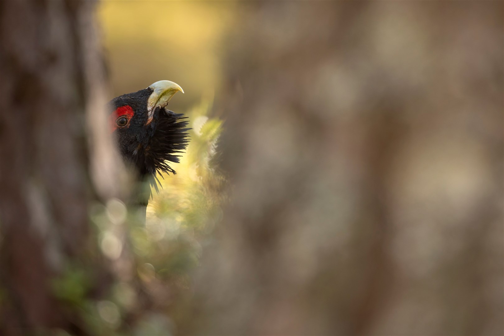 CNPS Is calling on the public not to disturb caper at this crucial time of the year. Picture: Mark Hamblin.