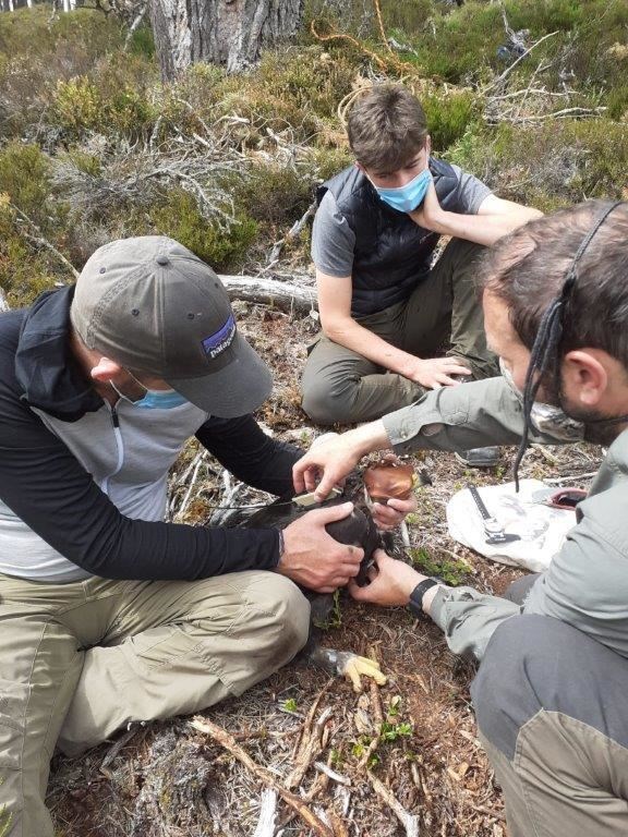 One of the chicks being tagged. Photo: Ewan Archer.