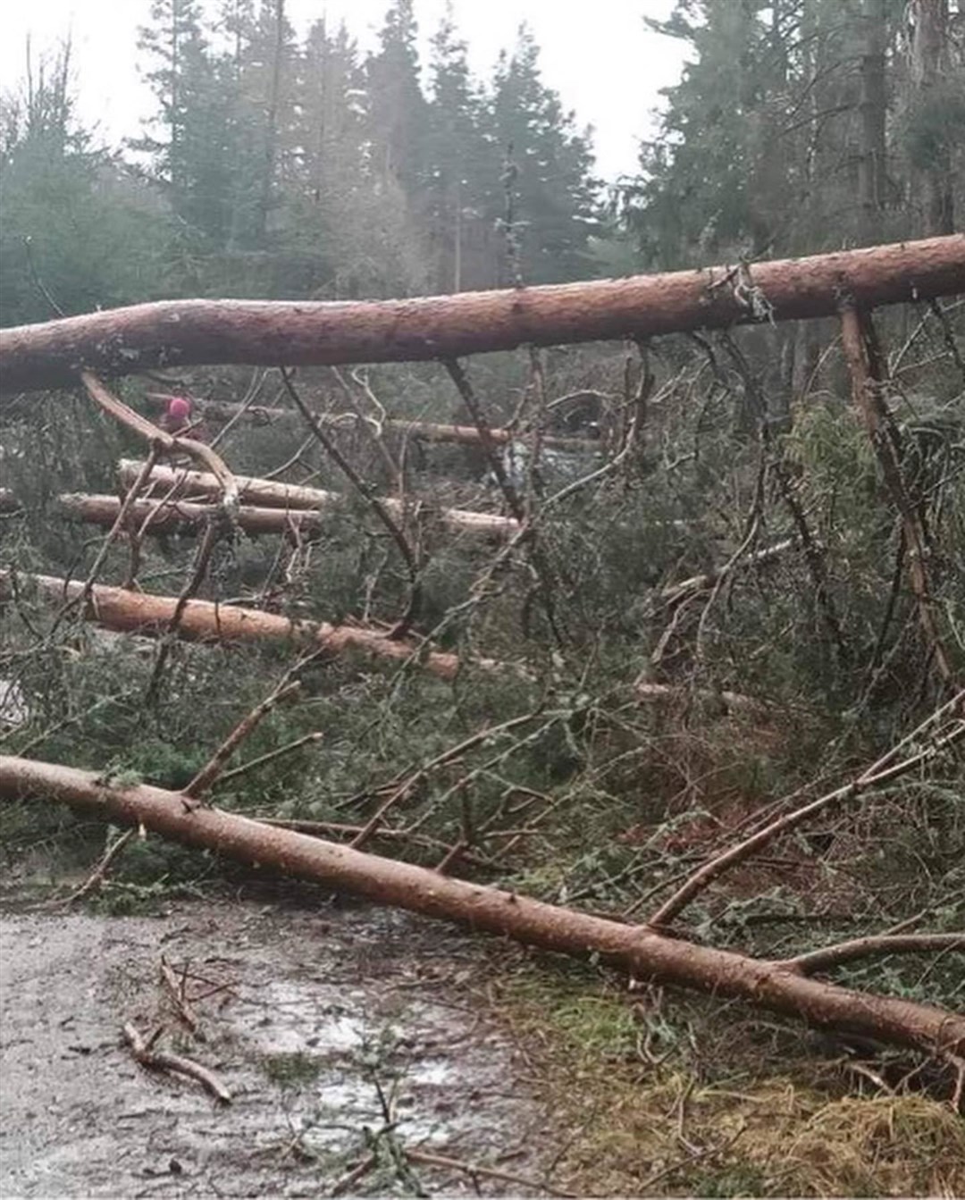 Several areas in the strath have been affected by fallen trees in the latest storm