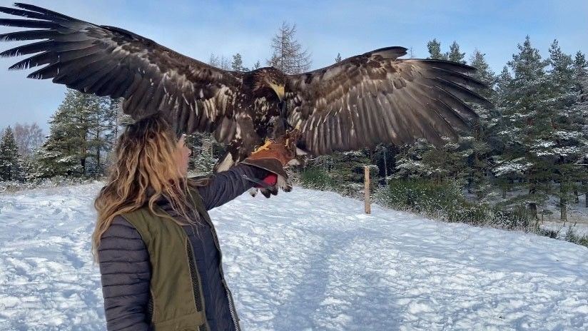 Rothiemurchus falconry experience