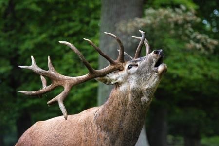 A magnificent red deer stag