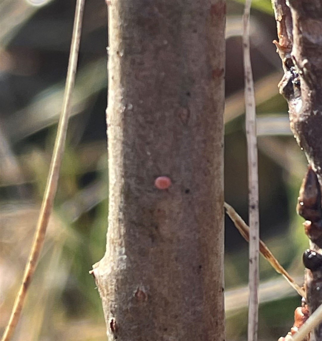 A close up of the egg awaiting official identification. Picture: RZSS.