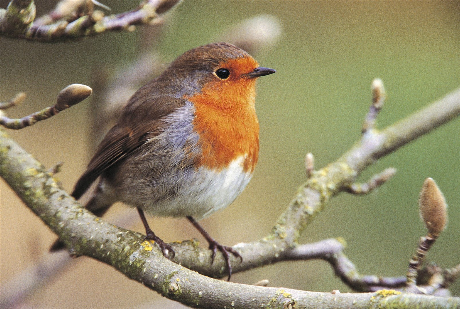 Robin Erithacus rubecula, on magnolia tree.