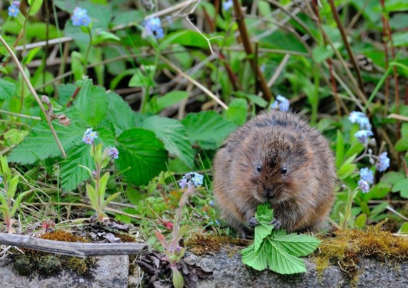 A native water vole. Picture: Craig Jones Wildlife Photography.