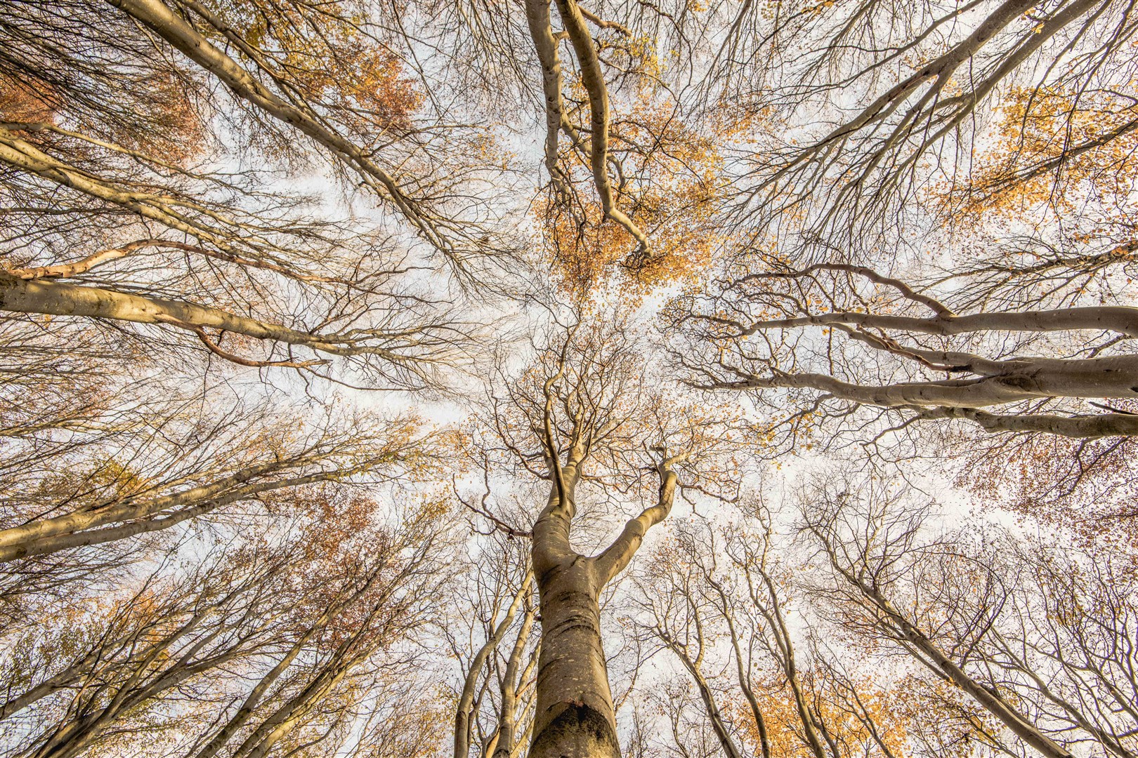 Beech For The Sky by Graham Niven