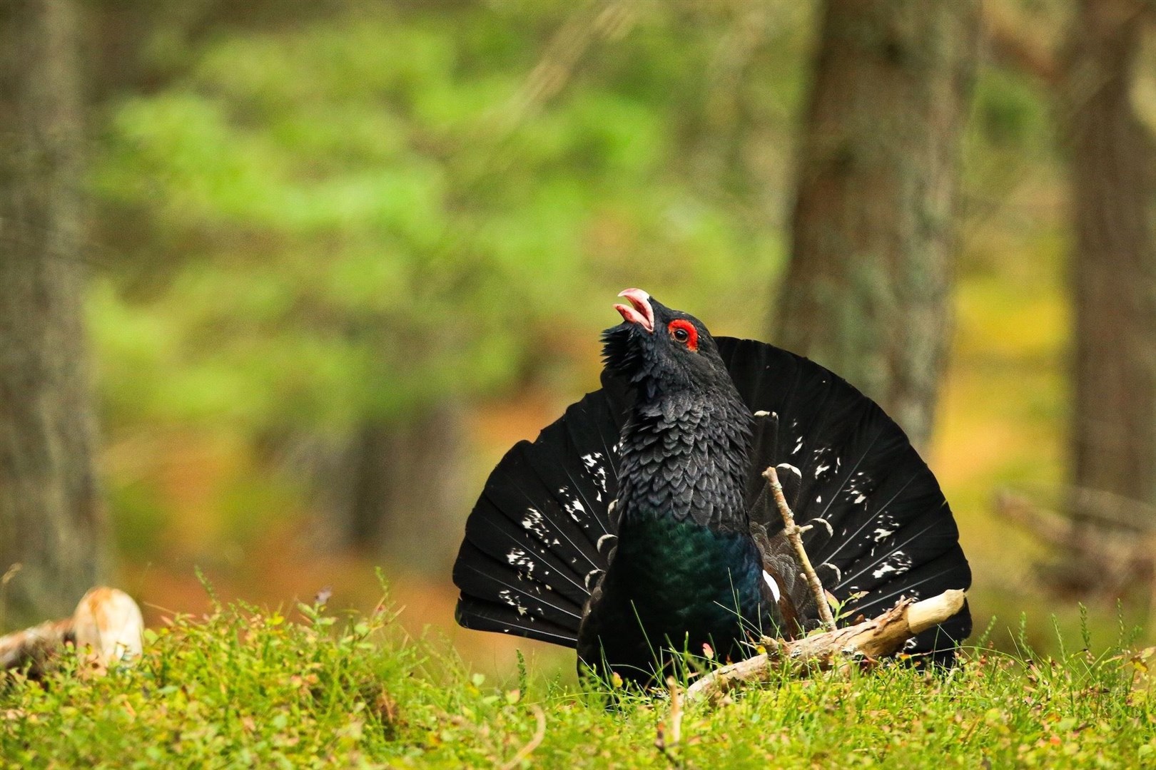 There may be as few as 300 to 500 capercaillie remaining in the wild, it is being warned. Picture: Jude Dinham-Price.