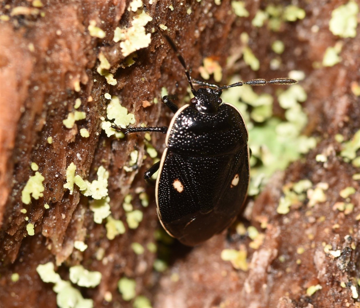 The cow wheat shieldbug was recently spotted in local woods. Photo: Gen Tompkins