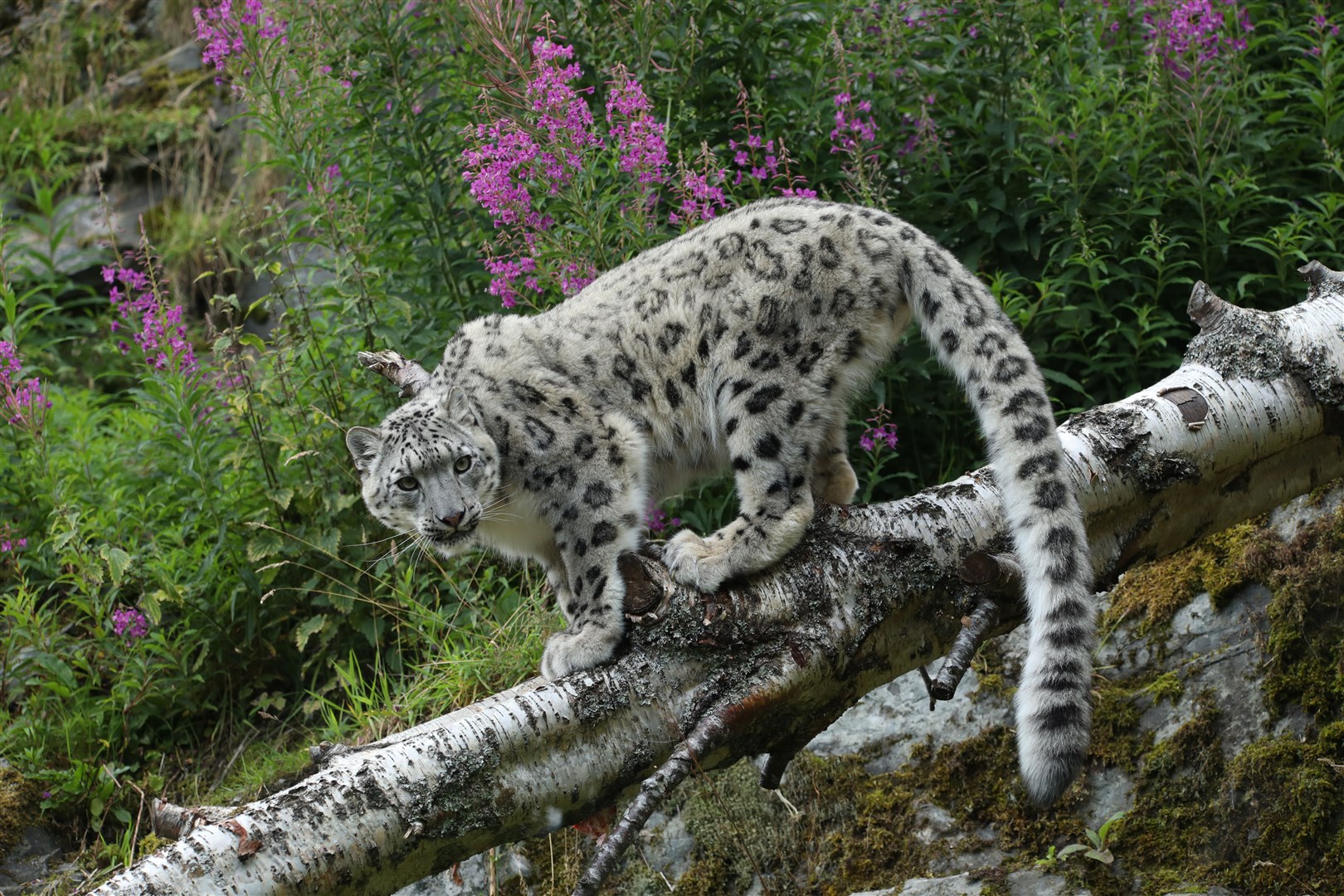 The Highland Wildlife Park owners had warned the attraction could be joining the snow leopard on the endangered list if it was unable to re-open soon.