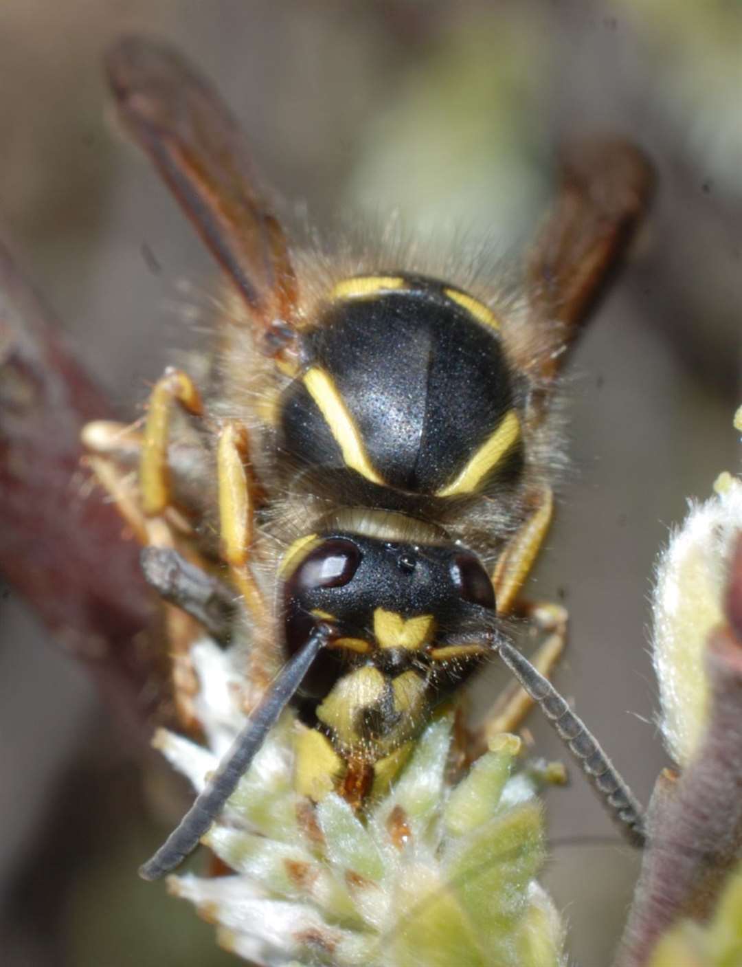 The Saxon Wasp