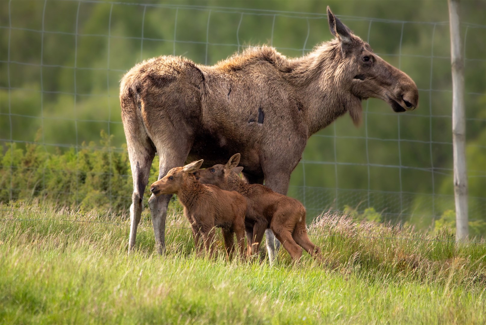 The as-yet unnamed calves with their mother. Picture: RZSS