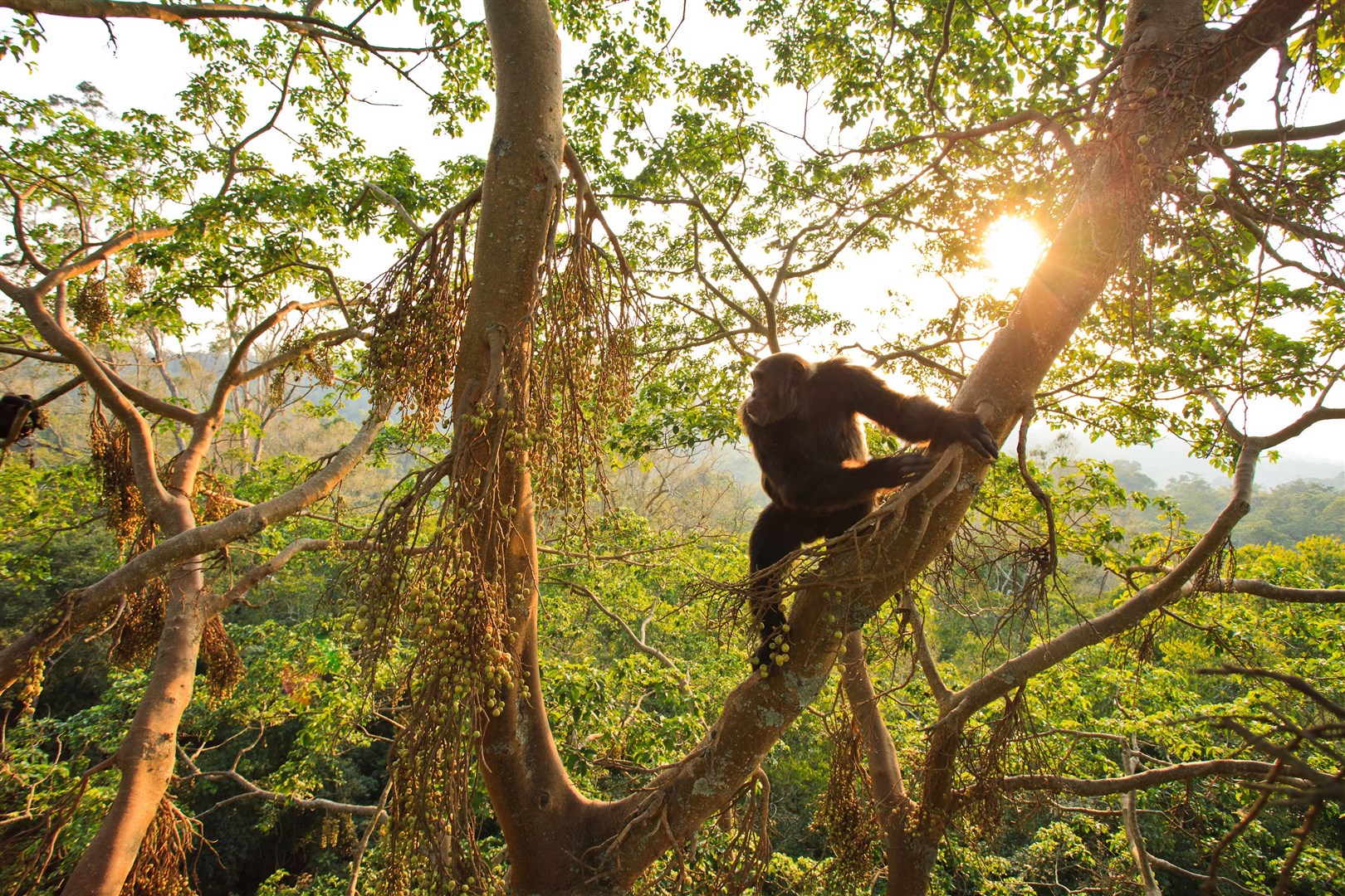 Chimpanzee at Kibale National Park, Uganda (Kibale Chimpanzee Project/PA)