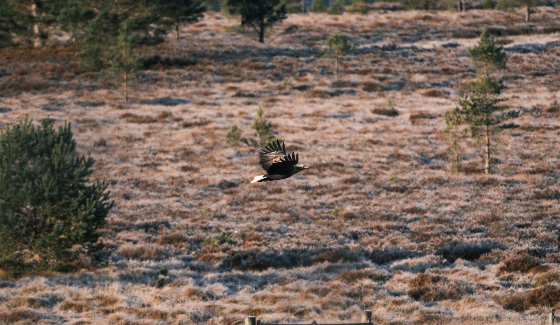 There are some founding principles which the new owners will adhere to including promoting wildlife, and no predator control or muirburning.