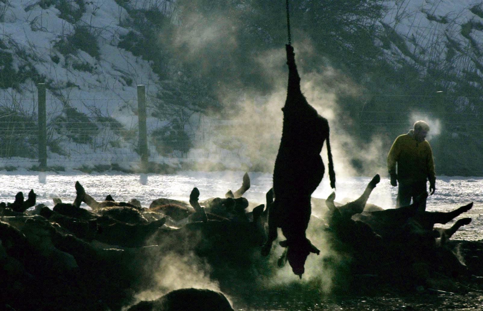A dead cow is added to pile of carcasses to be burned at Netherplace Farm in Lockerbie, Scotland during the foot and mouth crisis (David Cheskin/PA)