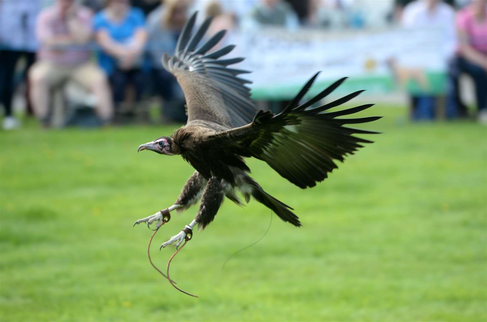 The Highland Field Sports Fair is an institution in the north of Scotland.