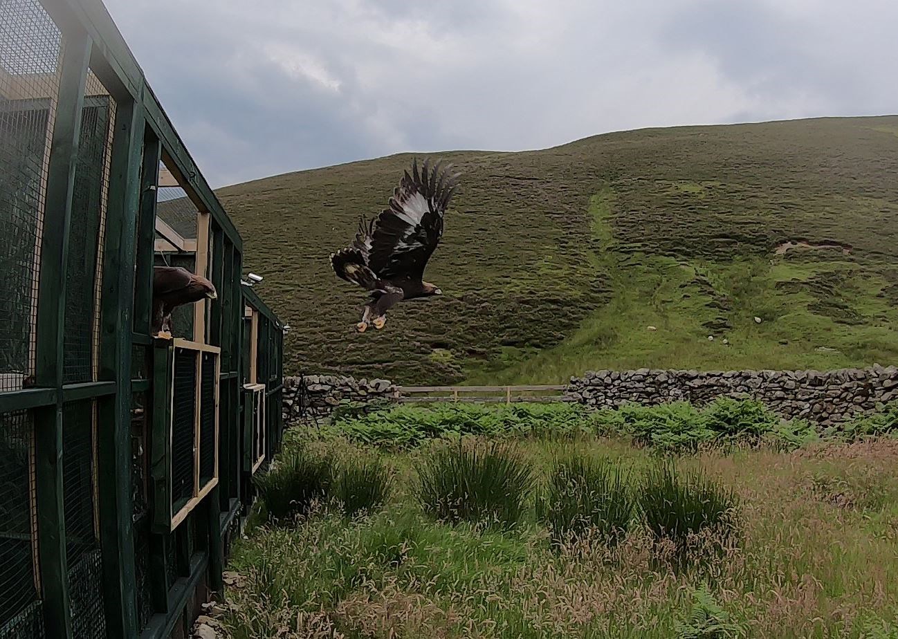 A male golden eagle which fledged at Pitmain leaves an aviary in the south of Scotland.