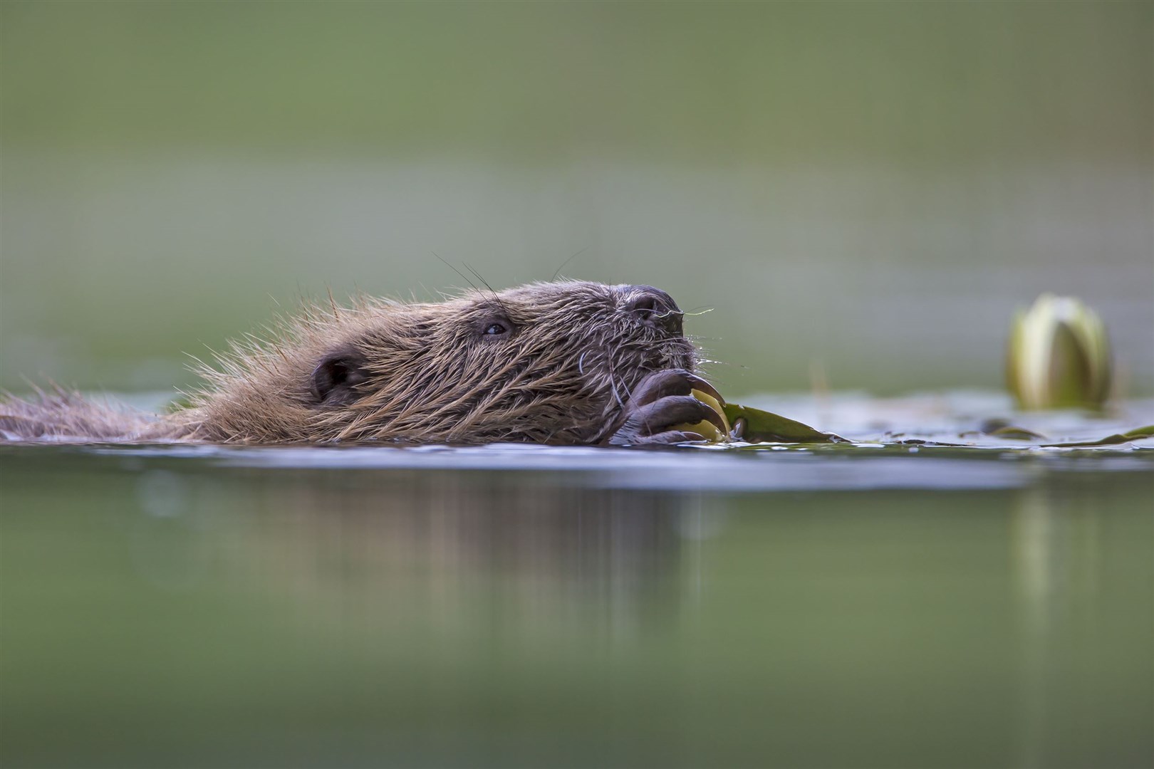 European Beaver (Castor fiber) eating Lilly roots amongst lilies in flower (Scotland the Big Picture)