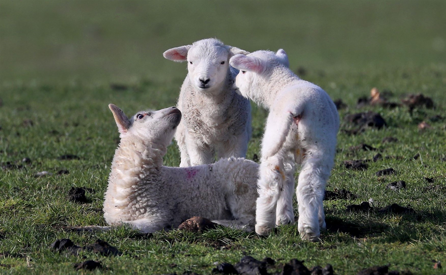 Newborn lambs in a field at A J Thompson & Sons farm on the Romney Marsh near Lydd in Kent (Gareth Fuller/PA)