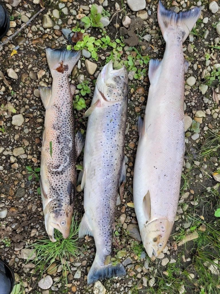 Three of the many dead fish that have been found in the River Spey this past week.