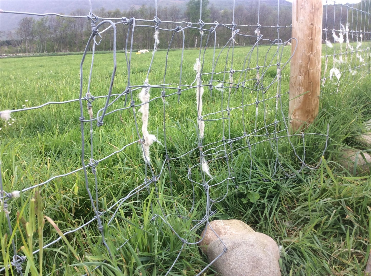 The fence at the Eilan which was damaged by wirecutters.