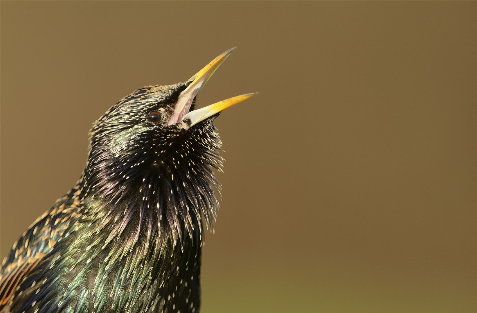Starling (Sturnus vulgaris) were the second most recorded bird species in Scotland in the survey. Ben Andrew (rspb-images.com)