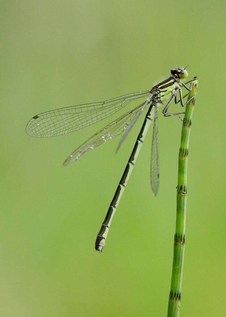 Northern Damselfly female. Picture: Iain Leach/British Dragonfly Society.