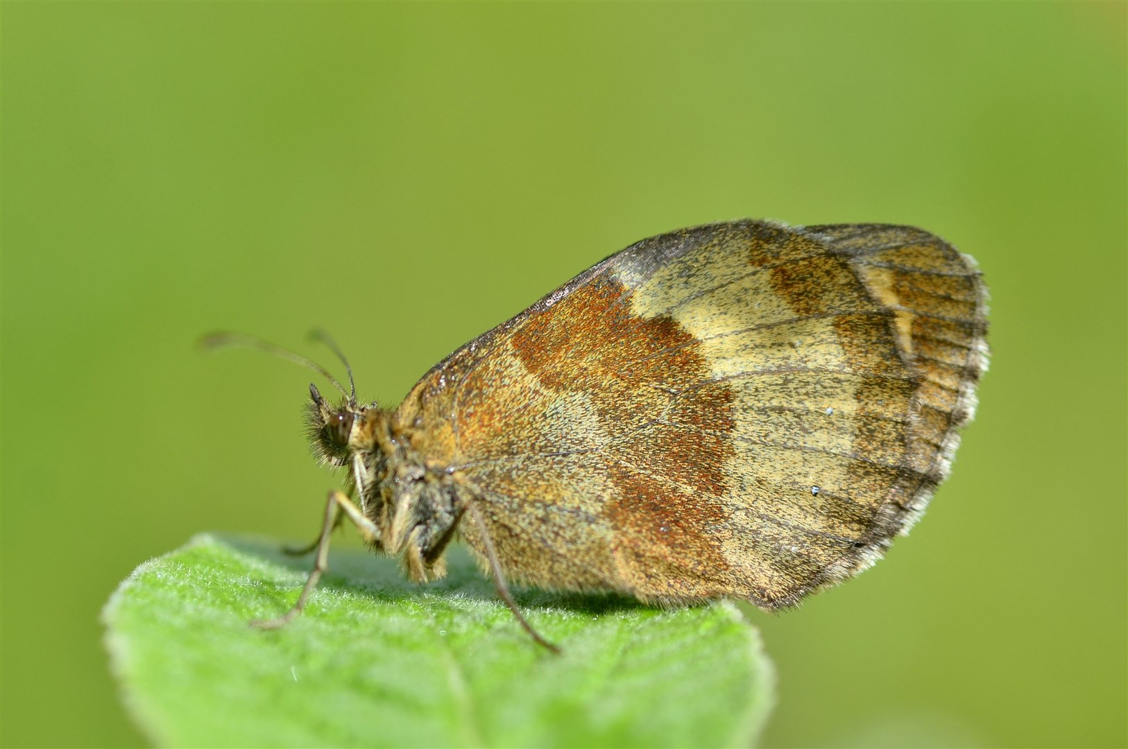 The Scotch Argus is retreating northwards due to global warming. Picture: Gilles San Martin.