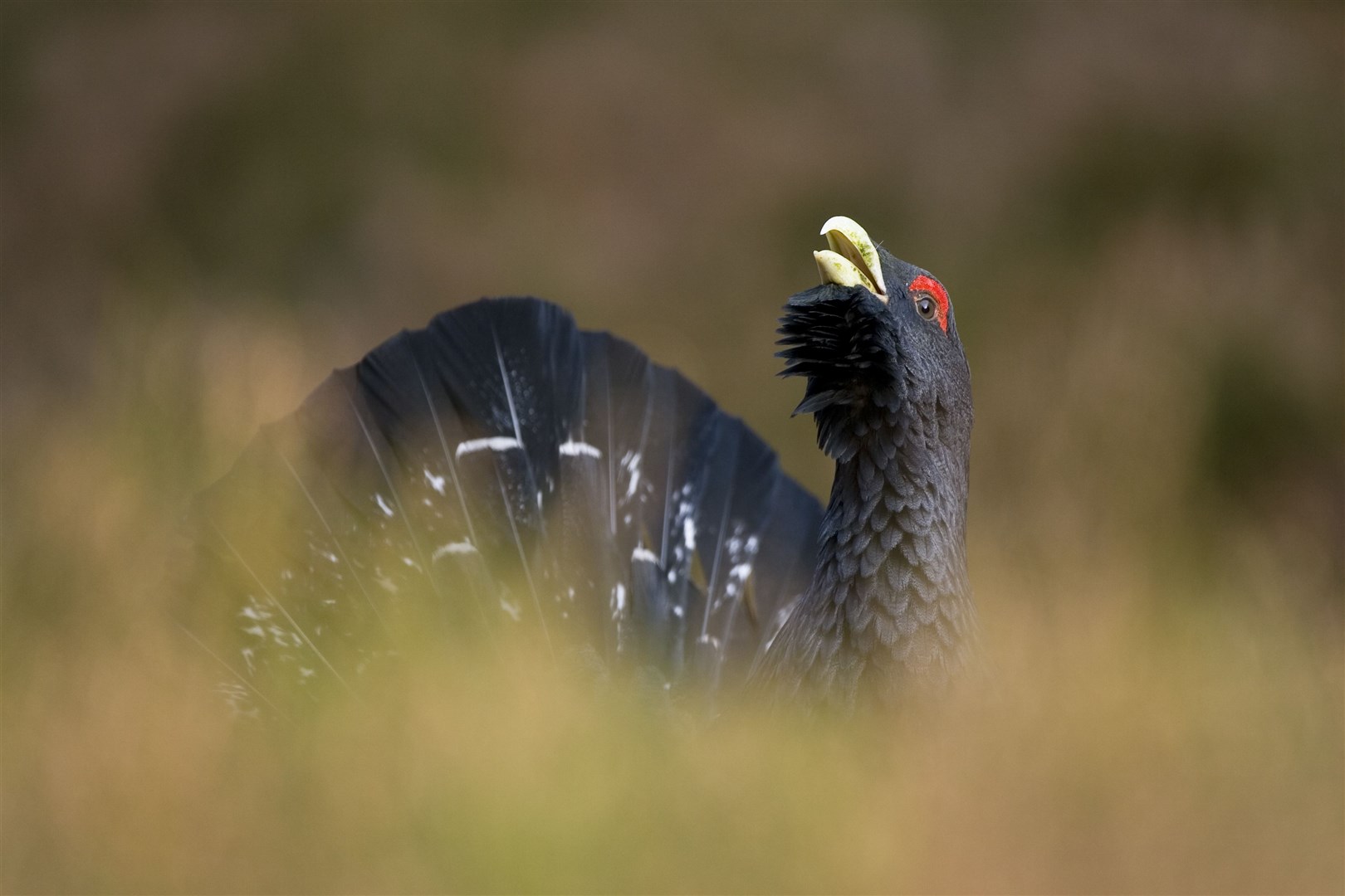 Capercaillie (Tetrao urogallus) male displaying, Scotland.