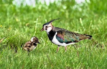 Lapwings, The Peesie Project, Wading Birds, RSPB Scotland, RSPB